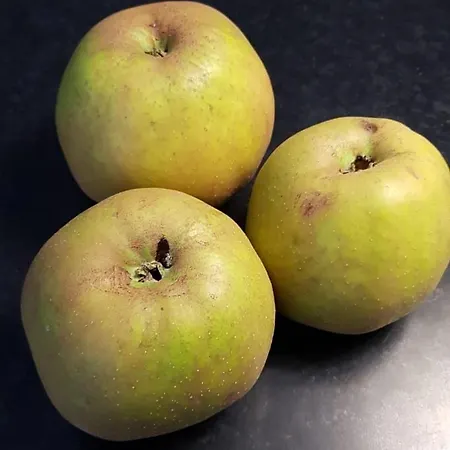 Au Petit Ruisseau-etage Et Combles-maison Alsacienne 4 Personnes 4 Nuitees Minimum